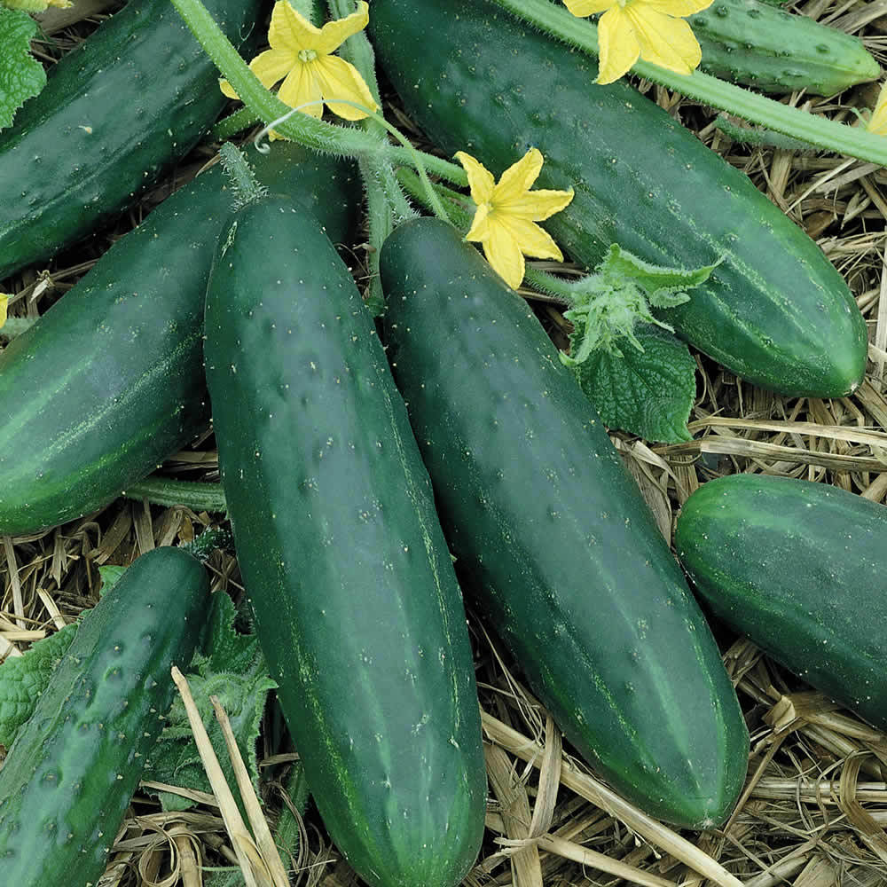 150 Spacemaster 80 Cucumber Seeds Heirloom