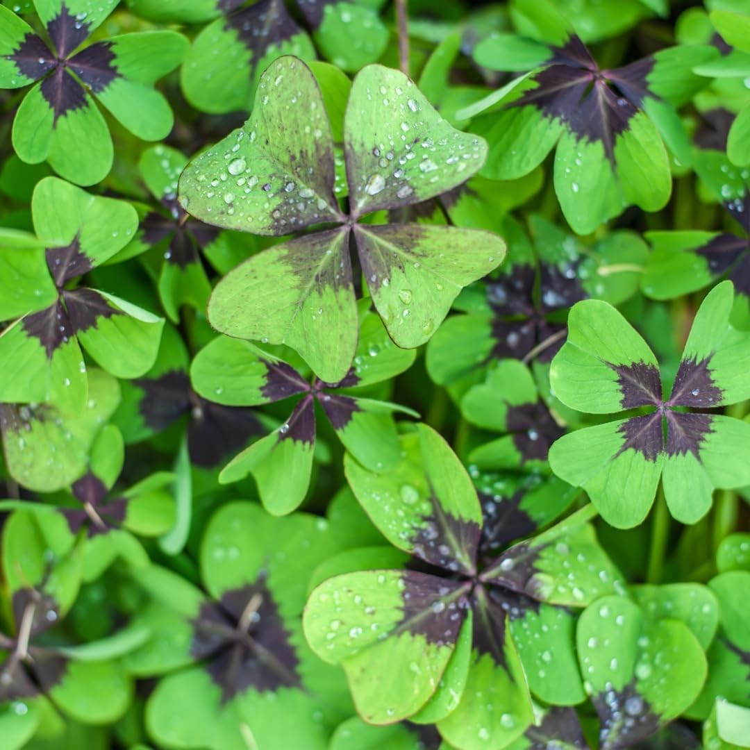 Iron Cross Shamrock Bulbs for Planting – Fast Growing Year Round Color Indoor…