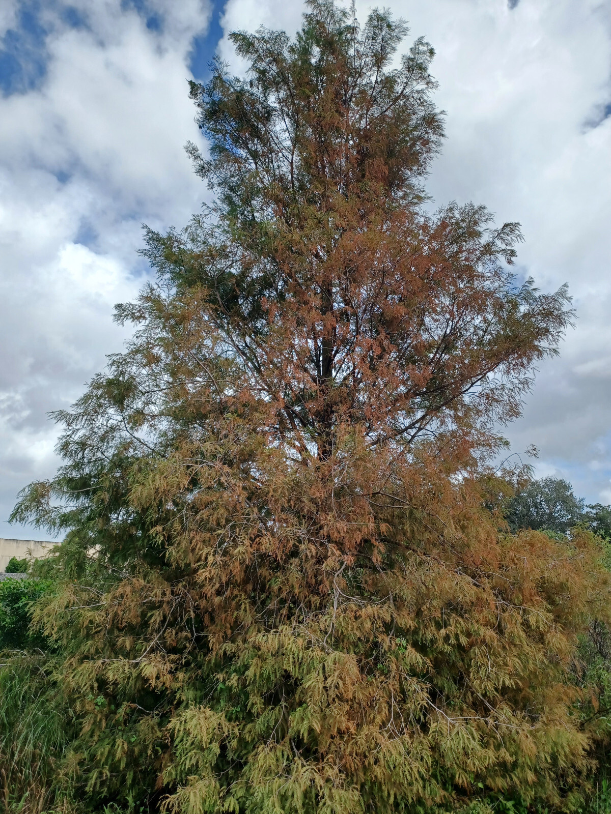 20 Bald Cypress, Taxodium distichum, Tree Seeds (2023 Harvest)