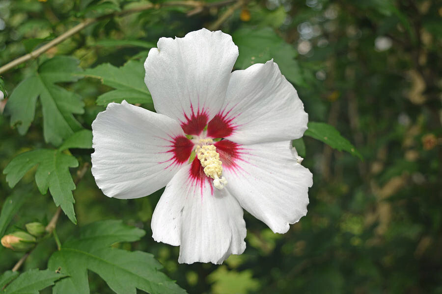 Rose Of Sharon Seeds 10 Seeds for $2.99- Free Shipping – White w/ Pink Centers