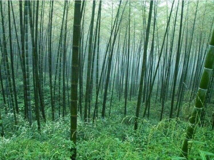 50+Giant Moso Bamboo Seeds Perennial evergreen Grows Edible Bamboo shoots USA