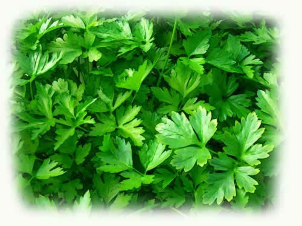 Parsley (Plain-Single Leaf ) COMBINED S/H! SEE OUR STORE!