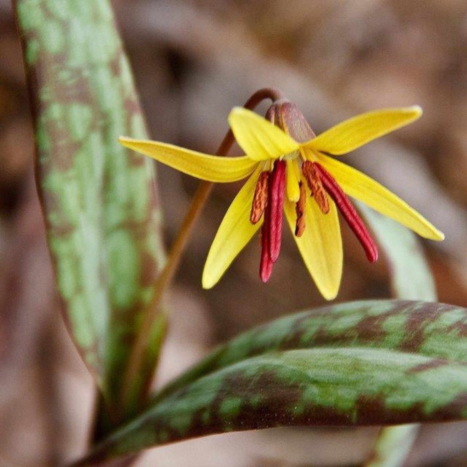 10 Trout Lily Bulbs