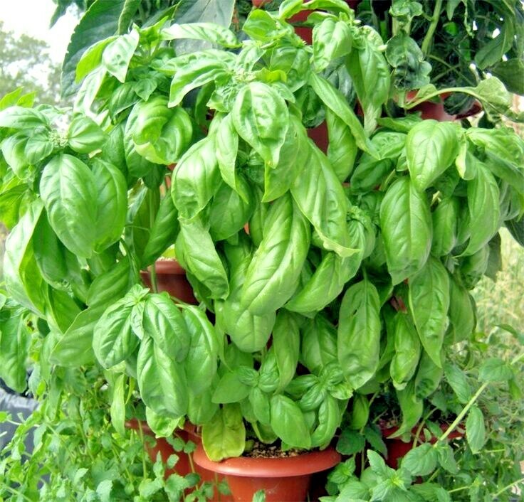 300+ITALIAN LARGE LEAF BASIL Seeds Organic Herb Summer Garden Patio Container