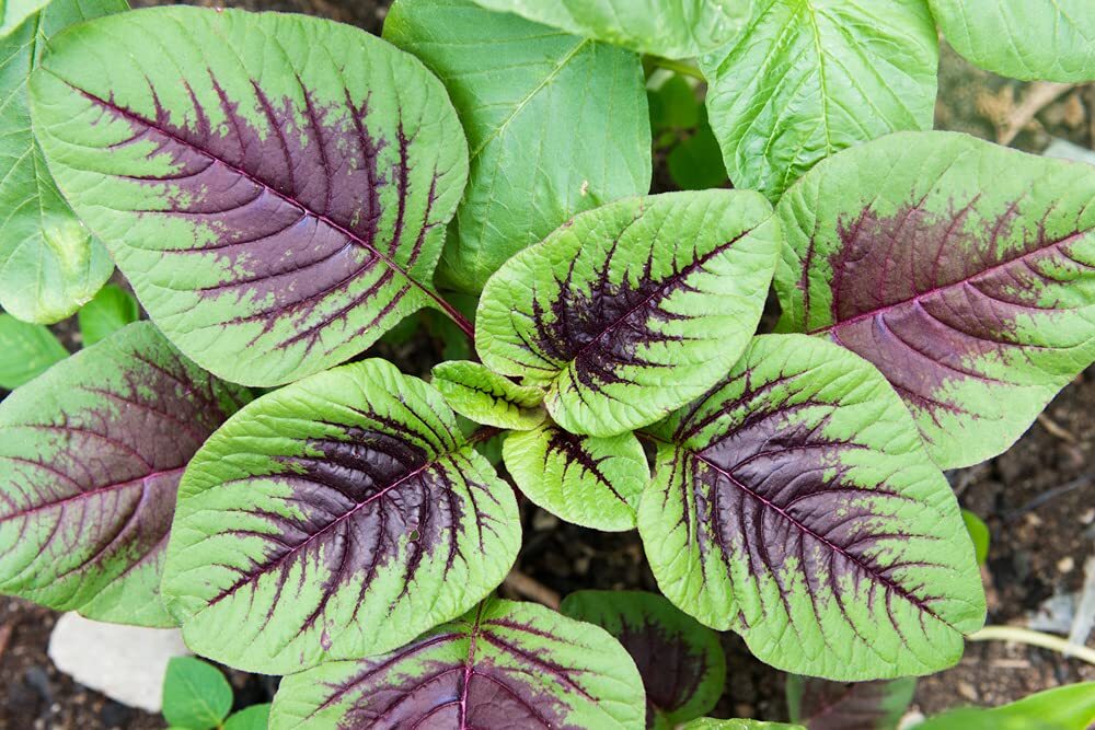 Striped Spinach Seeds for Planting – 500+ Seeds – Ships from Iowa, USA. Very Hea