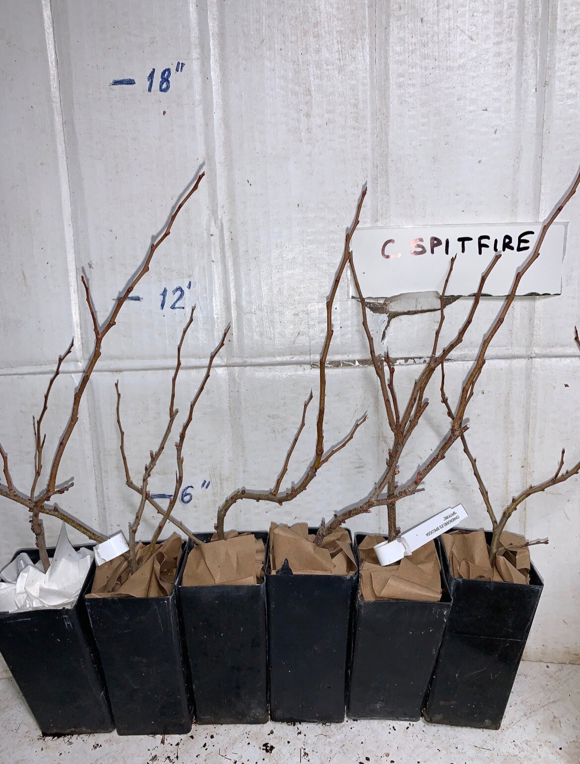 Chaenomeles Speciosa “Spitfire” (Red Flowering Quince) Plant