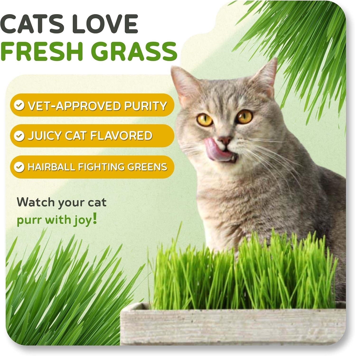 Todd’s 1lb Cat Grass – Easy to Grow, 100% Chemical-Free & Non-GMO for All Breeds