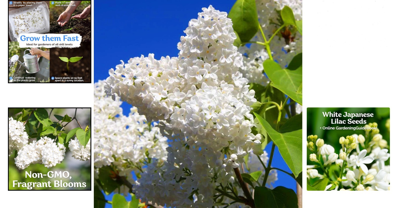 Grow 60 White Japanese Lilacs – Fragrant Seeds for Outdoor Beauty and Elegance