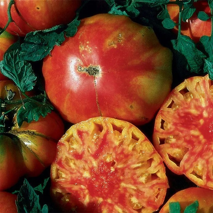 120+ HILLBILLY TOMATO SEEDS ———— HEIRLOOM – ORGANIC – NON GMO —- RARE