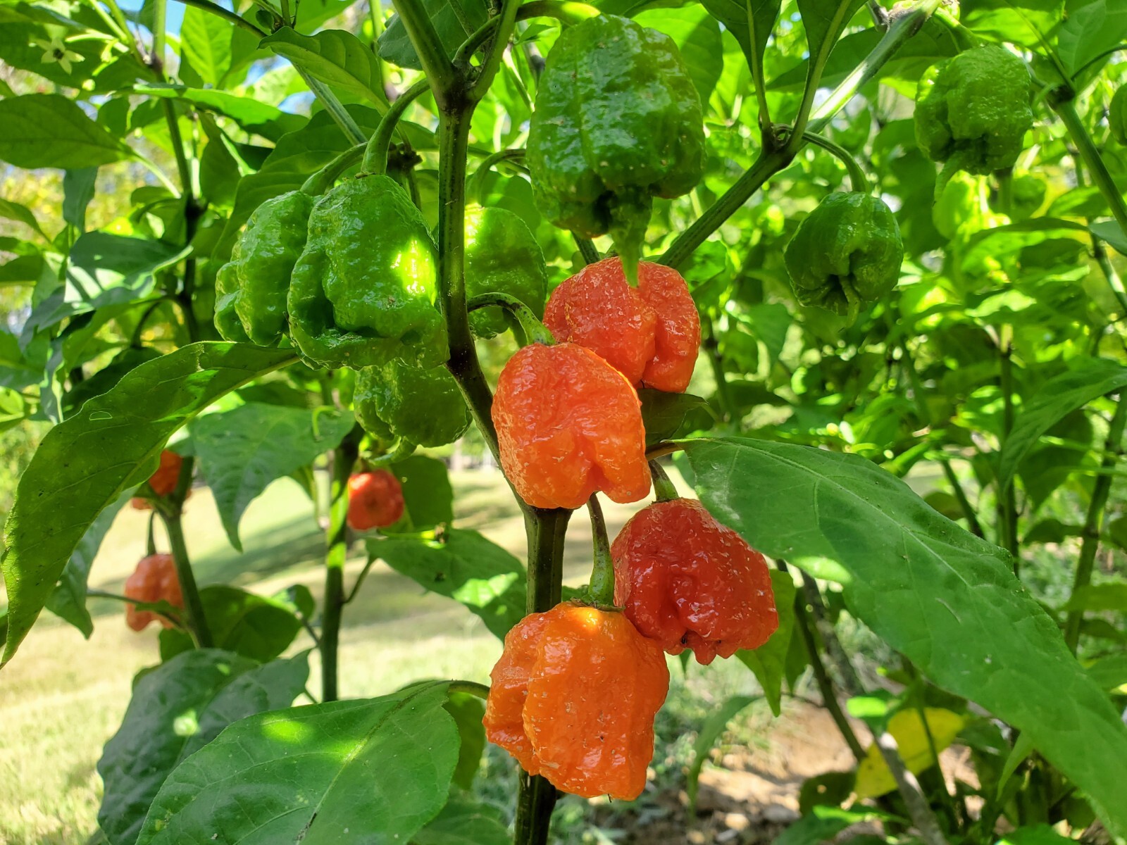 CAROLINA REAPER Pepper Seeds – Super Hot! 25+ seeds Organically Grown in TN