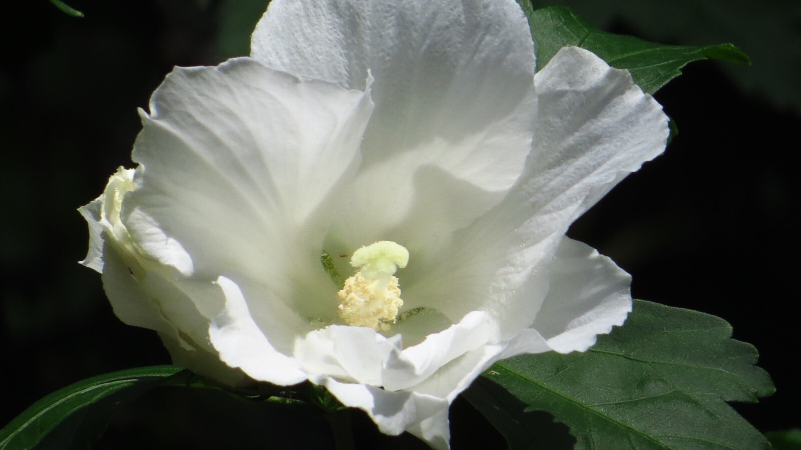 50+White Rose of Sharon Seeds(Hibiscus syriacus/Aphrodite Althea/hardy hibiscus)