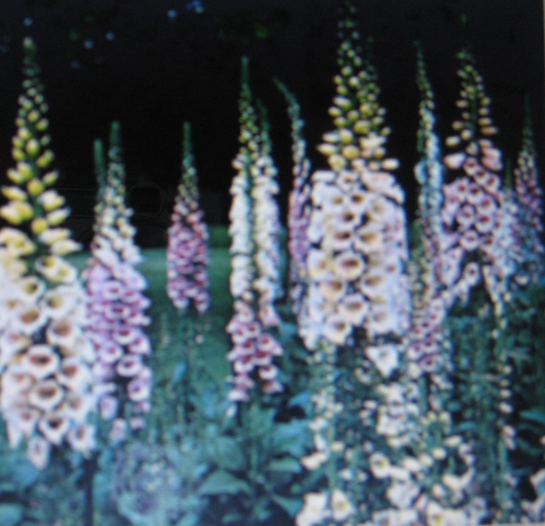 DIGITALIS * FOXGLOVE * MIXED COLORS * E-Z CARE * DRAMATIC SPIKES * HUMMINGBIRDS*
