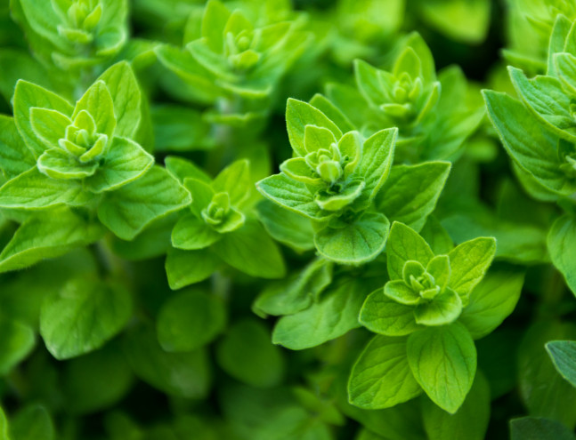 Oregano Seeds (Oraganum vulgare)
