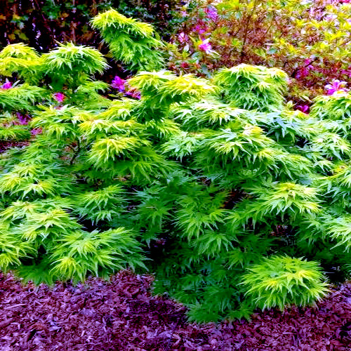 5 “DWARF” Japanese Maple Tree Seeds (Mikawa yatsubusa) UNIQUE Hemp Herb Bonsai