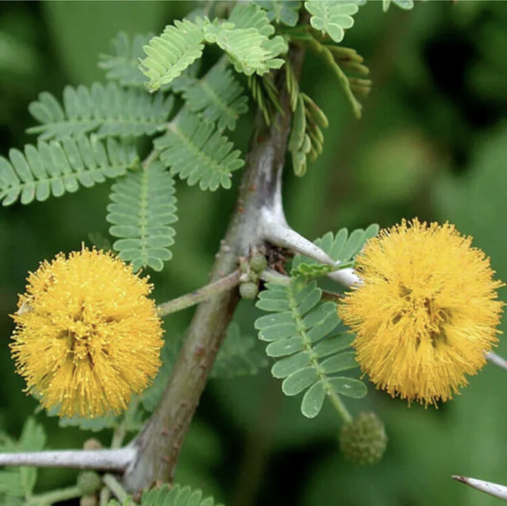 Acacia Farnesiana Seeds – Huisache, Sweet Acacia, Needle Bush, Cassie 20 Seeds
