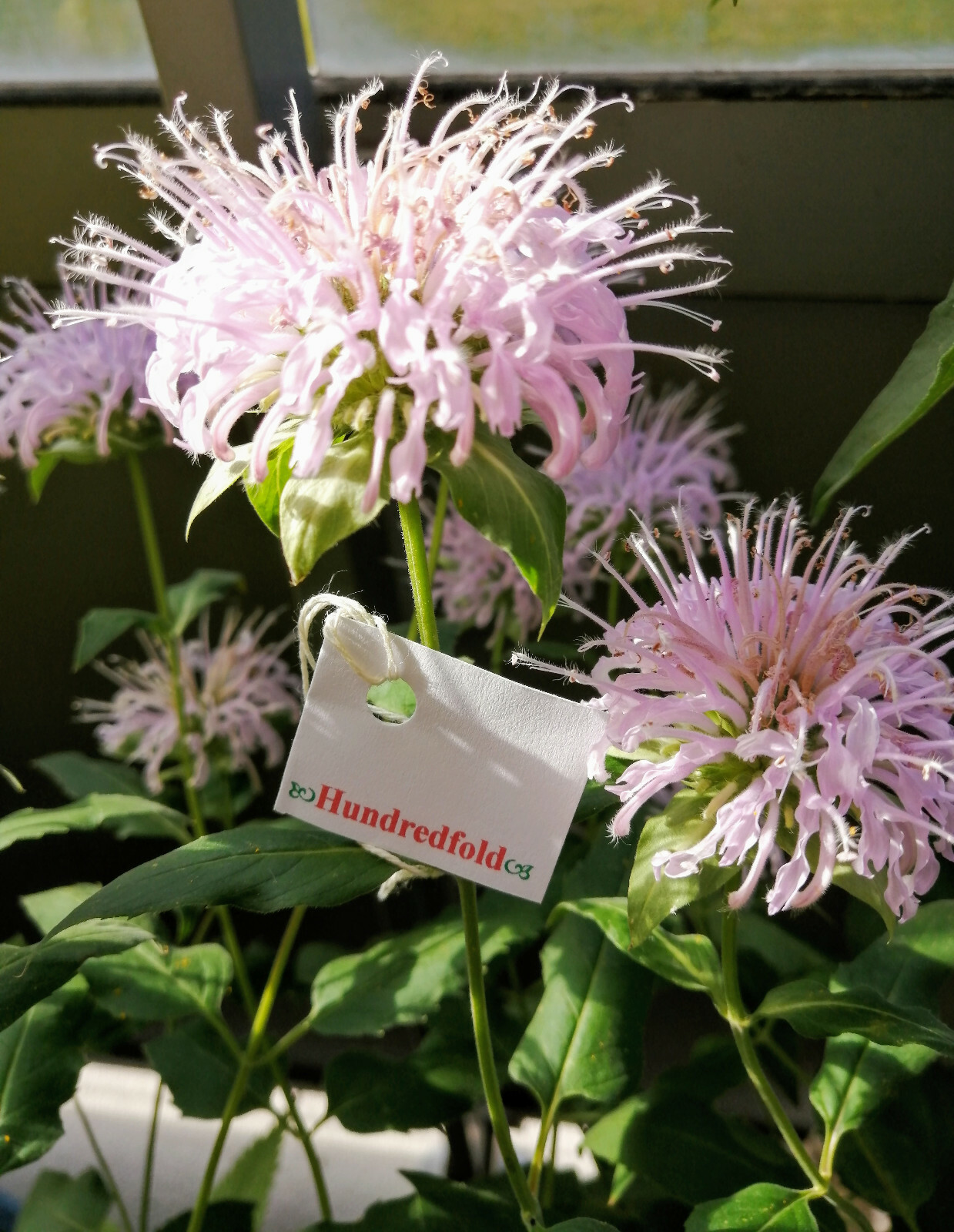 500 Organic Wild Bergamot Monarda fistulosa Bee Balm Seeds North America Native