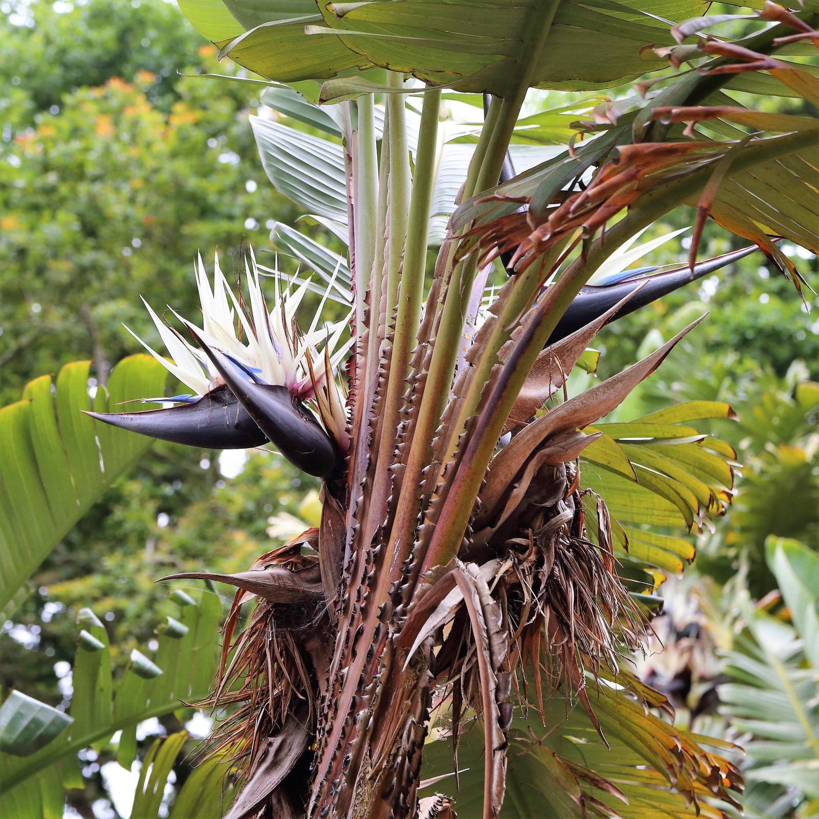5 GIANT BIRD OF PARADISE Strelitzia Nicolai Wild Banana White Crane Flower Seeds