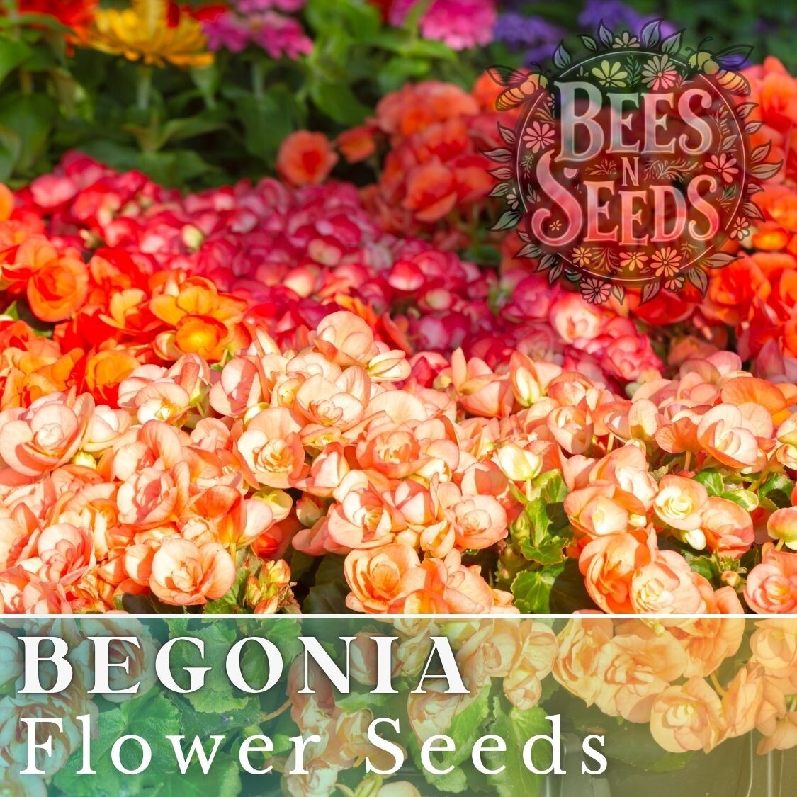 Warm Glow Mix Begonia Seeds 45 or 125 Seeds Flower, Flower Seeds, Non GMO