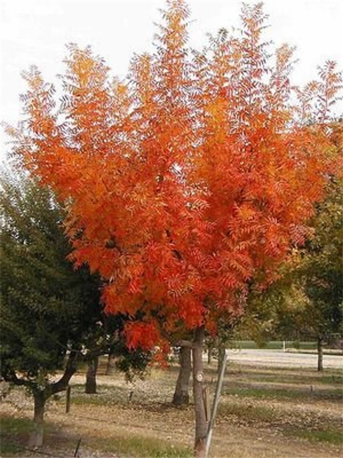 Pistacia Chinensis, Cold Hardy Chinese Bonsai Pistach Shade Tree 20 Seeds