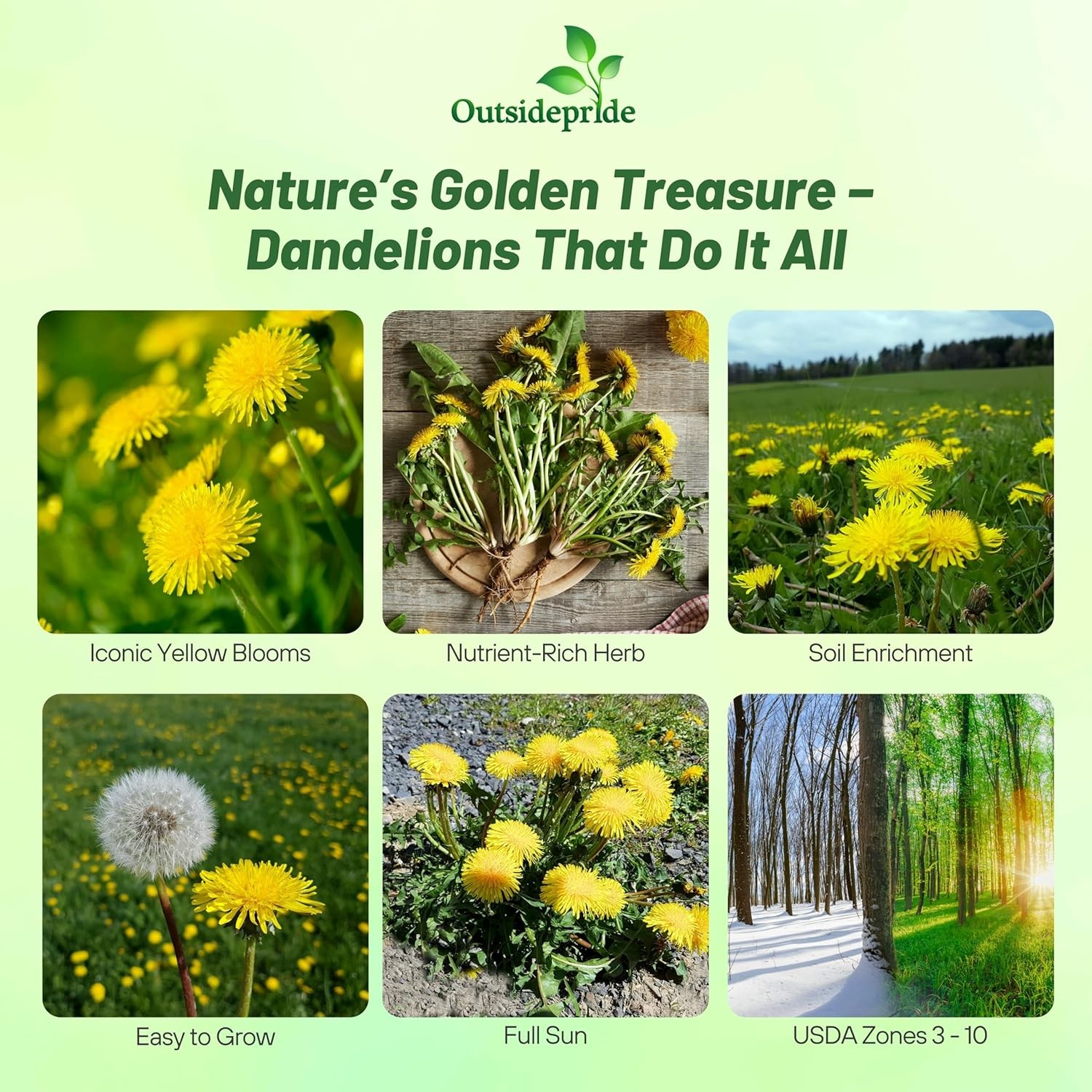 10000 Seeds Yellow Dandelion Seeds For Planting Outdoors | Drought Tolerant