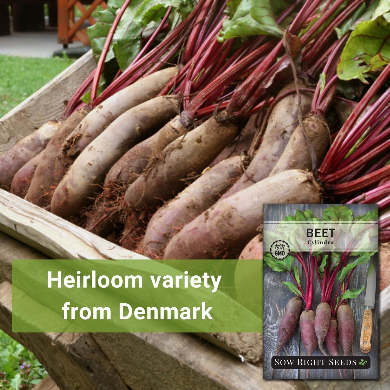 Cylindra Beet Seeds for Planting – Non-GMO Heirloom Packet with Instructions …