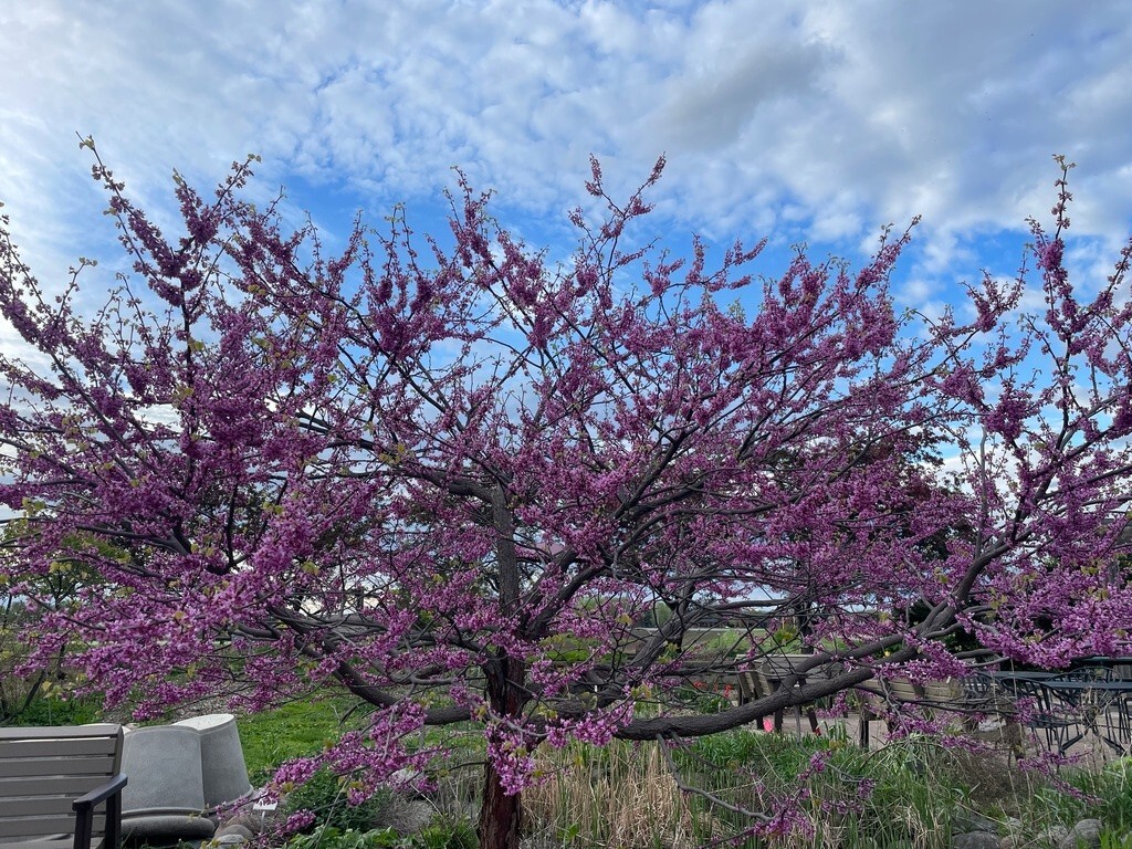 Eastern Redbud Tree Seeds ( Cercis canadensis ) – Pink – Free Shipping – Bonsai