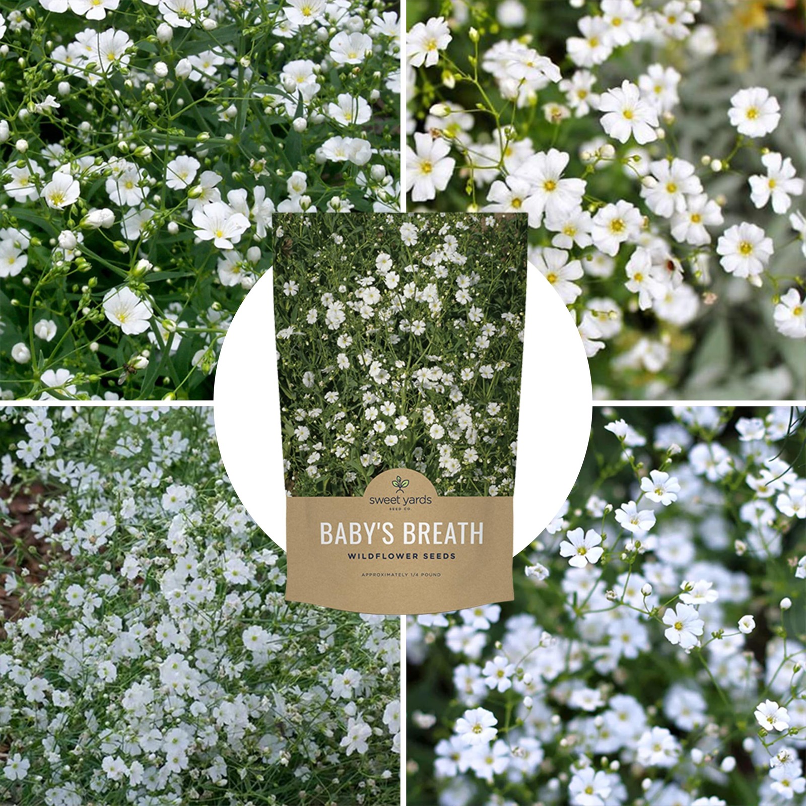 Showy Baby’s Breath Seeds – Bulk Quarter Pound Bag – 1/4 Bag, White