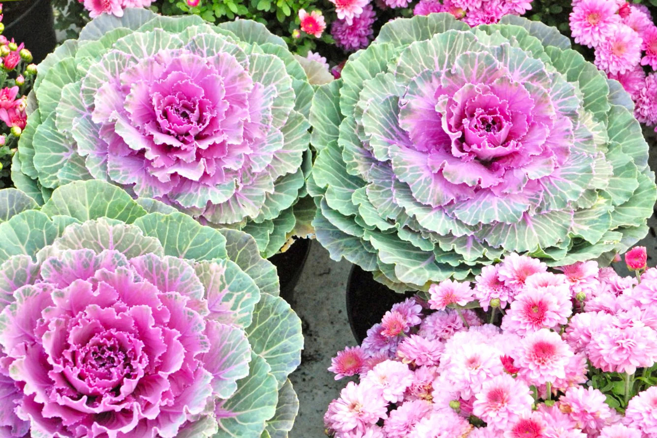 Smooth Mix Ornamental Cabbage (Kale) Seeds – For 2026 Planting Round-Leaf Pink