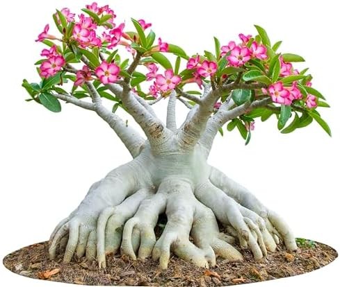 20 Desert Rose Seeds, Mixed Colors, Adenium obesum, Non-GMO Heirloom | Exotic fl