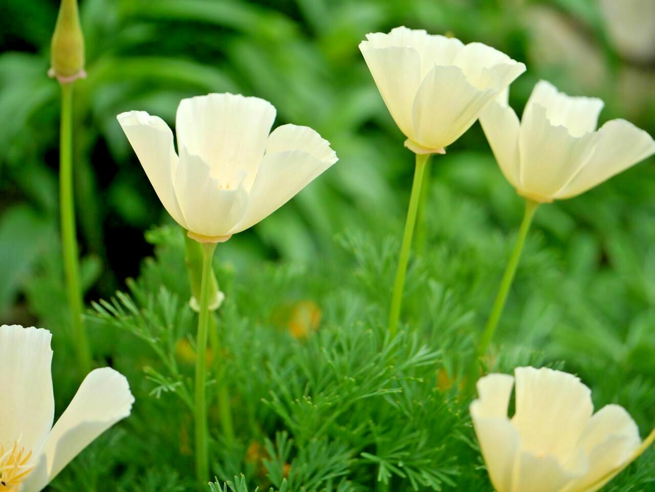 1000+WHITE Linen CALIFORNIA POPPY Flower Seed Native Wildflower Garden Container