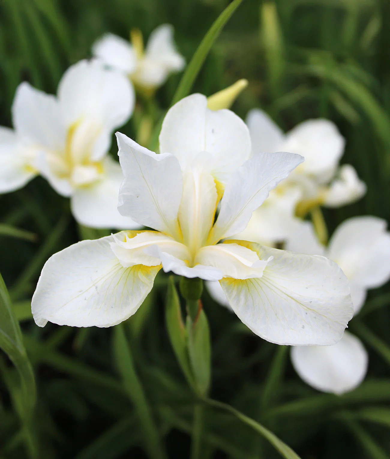 White Swirl Siberian Iris – 3 root divisions