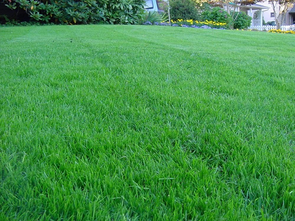 Kentucky Bluegrass Lawn Grass Seed, 1 Pound Garden amp Outdoor