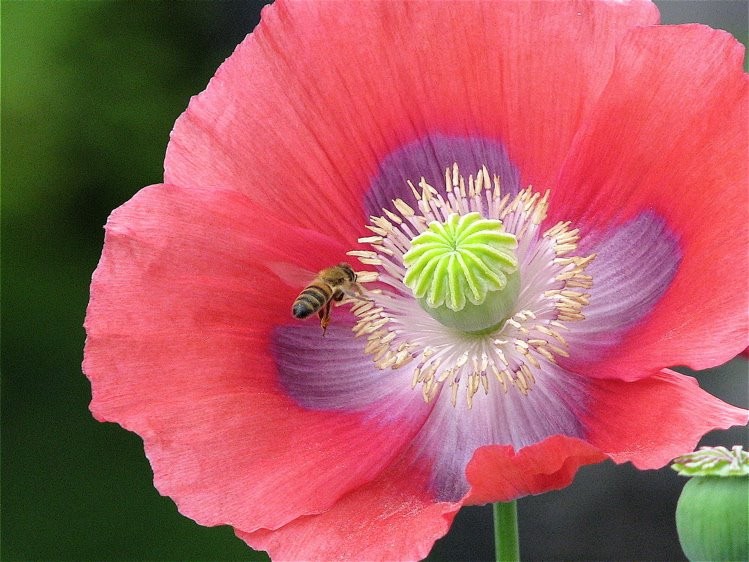 1,500 Pepperbox Poppy Seeds – P. Somniferum Gigantic Pink&Purple Heirloom Blooms