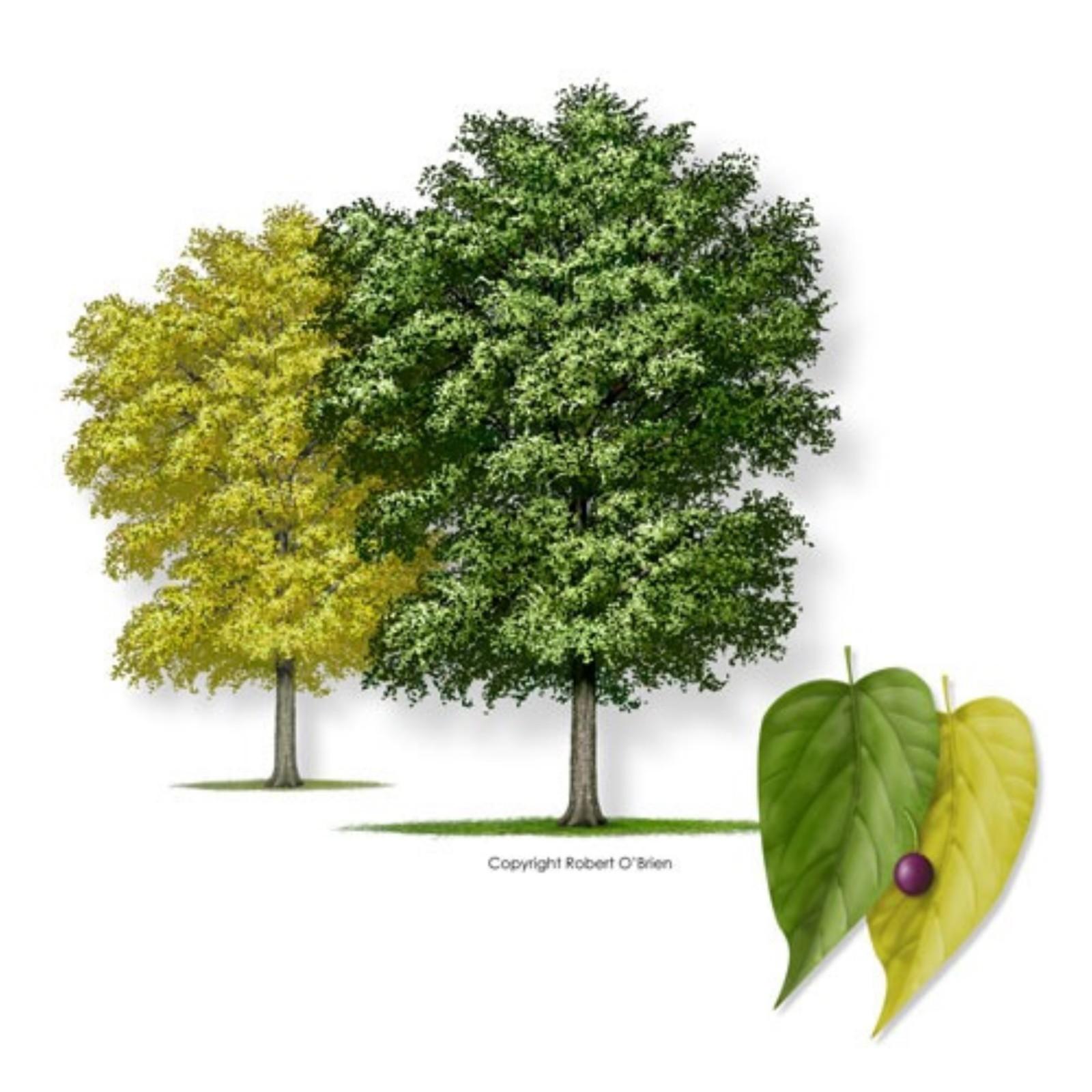 12-20″ tall Sugarberry or Southern Hackberry (Celtis laevigata), 2 year old