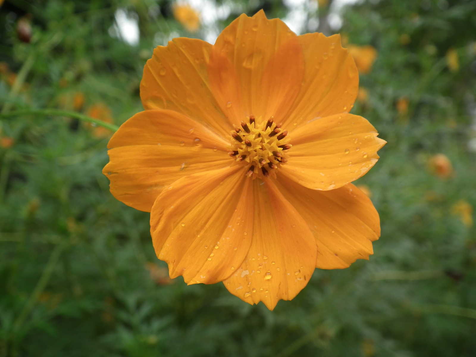 2,000 COSMOS SULPHUREUS Seeds (Sulphur Orange Cosmos) | NON-GMO | Free shipping