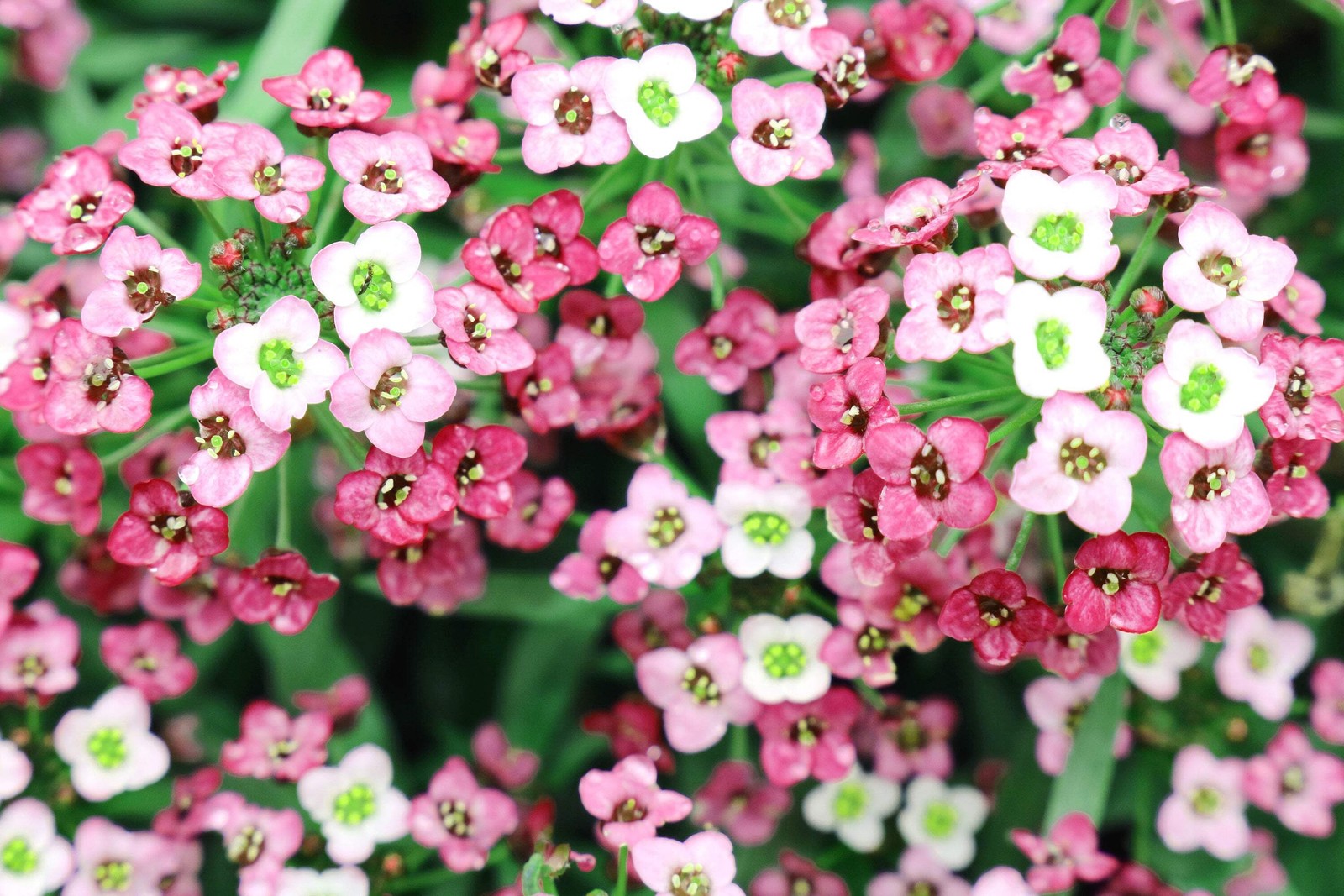 400 RAINBOW ROCKCRESS Rock Cress Large Flowered Aubrieta Cultorum Flower Seeds