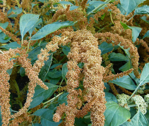 AMARANTHUS HOT BISCUITS Amaranthus Cruentus – 100 Bulk Seeds