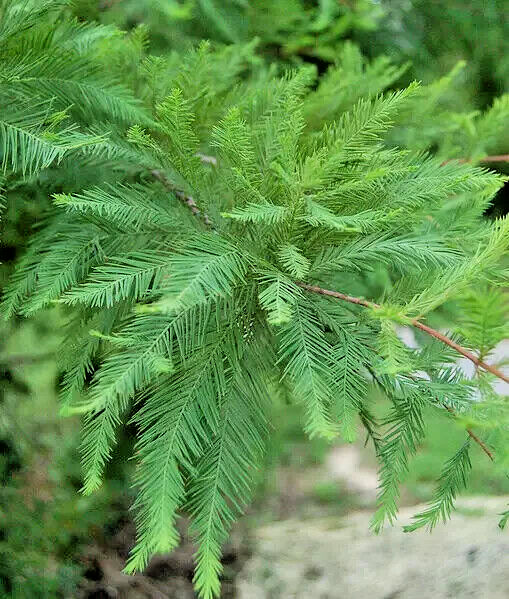 Southern Bald Swamp Cypress Tree Seeds Taxodium distichum Fast Fall Colors Hardy