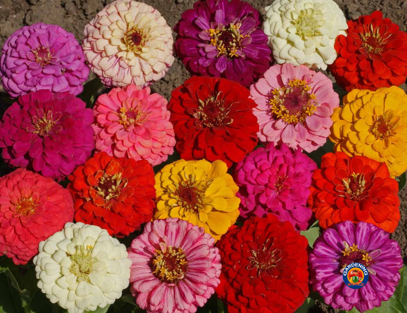 1oz Zinnia Pumila Mix Flower Seeds Zinnia Elegans (approx 4200 Seeds)