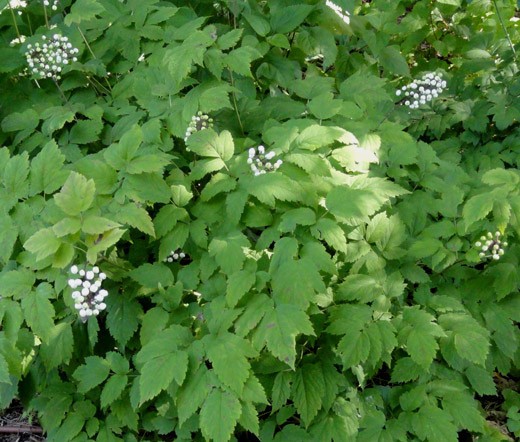 BANEBERRY WHITE Actaea Pachypoda Alba – 10 Seeds