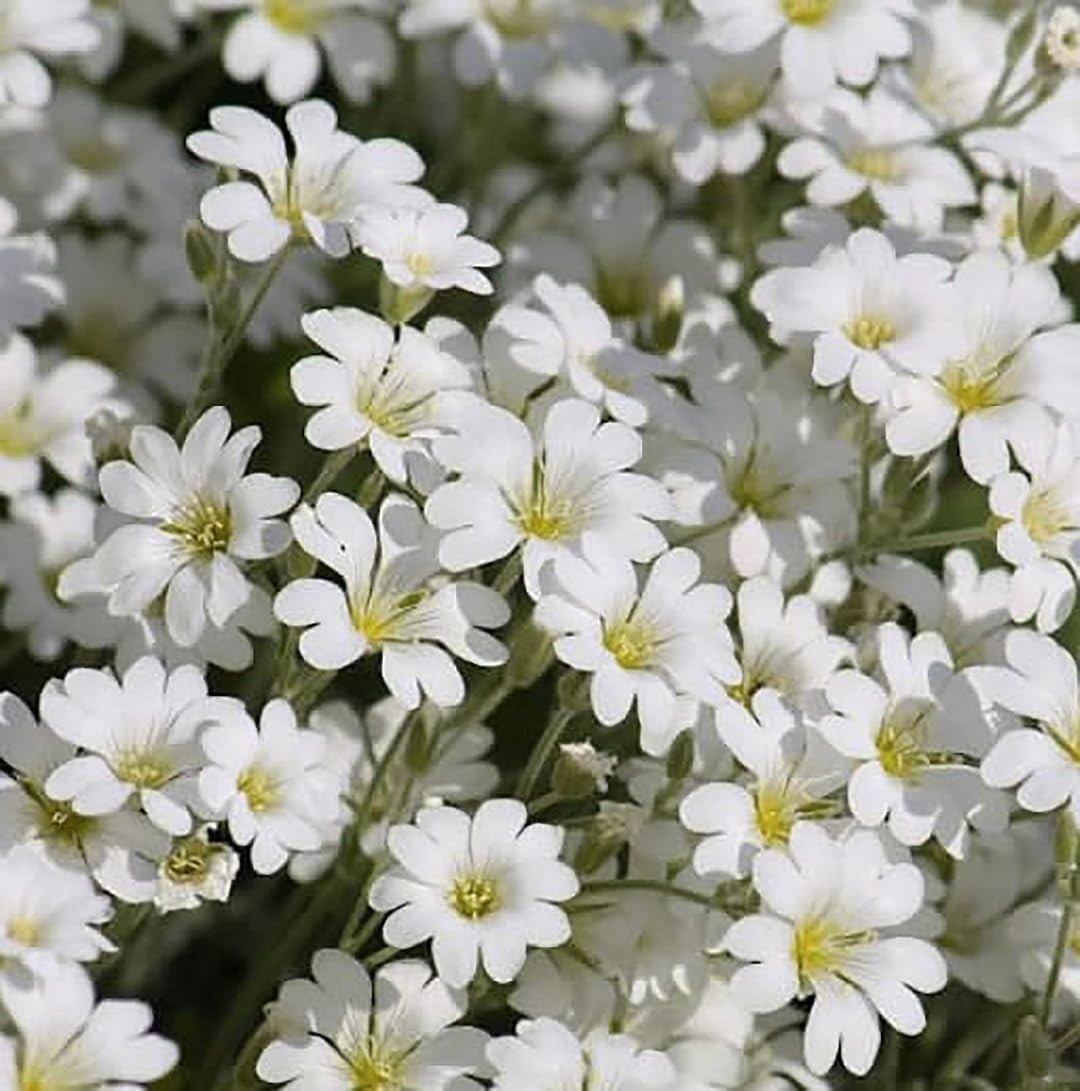 Perennial Snow in Summer Seeds 3500 Count Perfect for Dry Conditions Outdoor