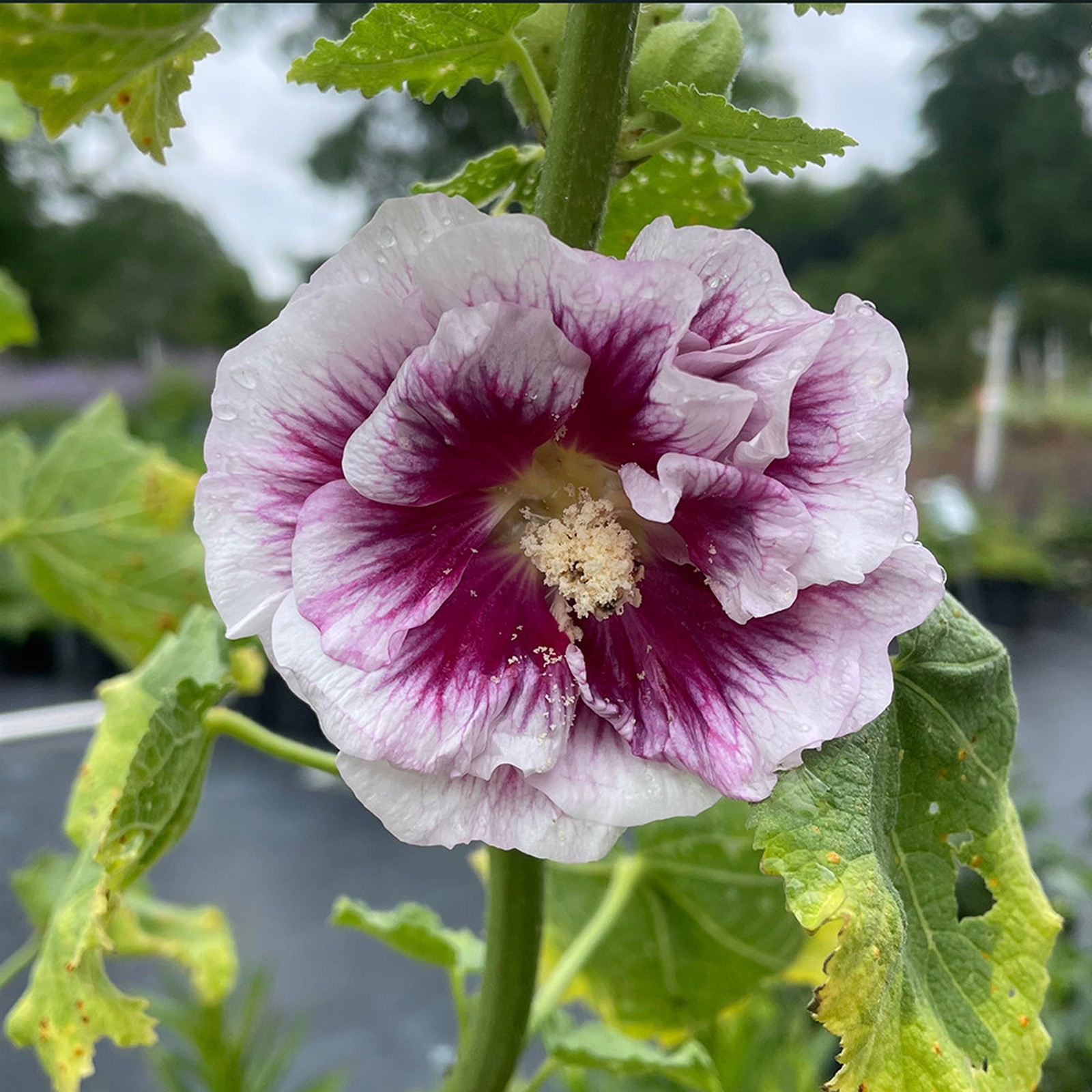 Alcea rosea Creme do Cassis