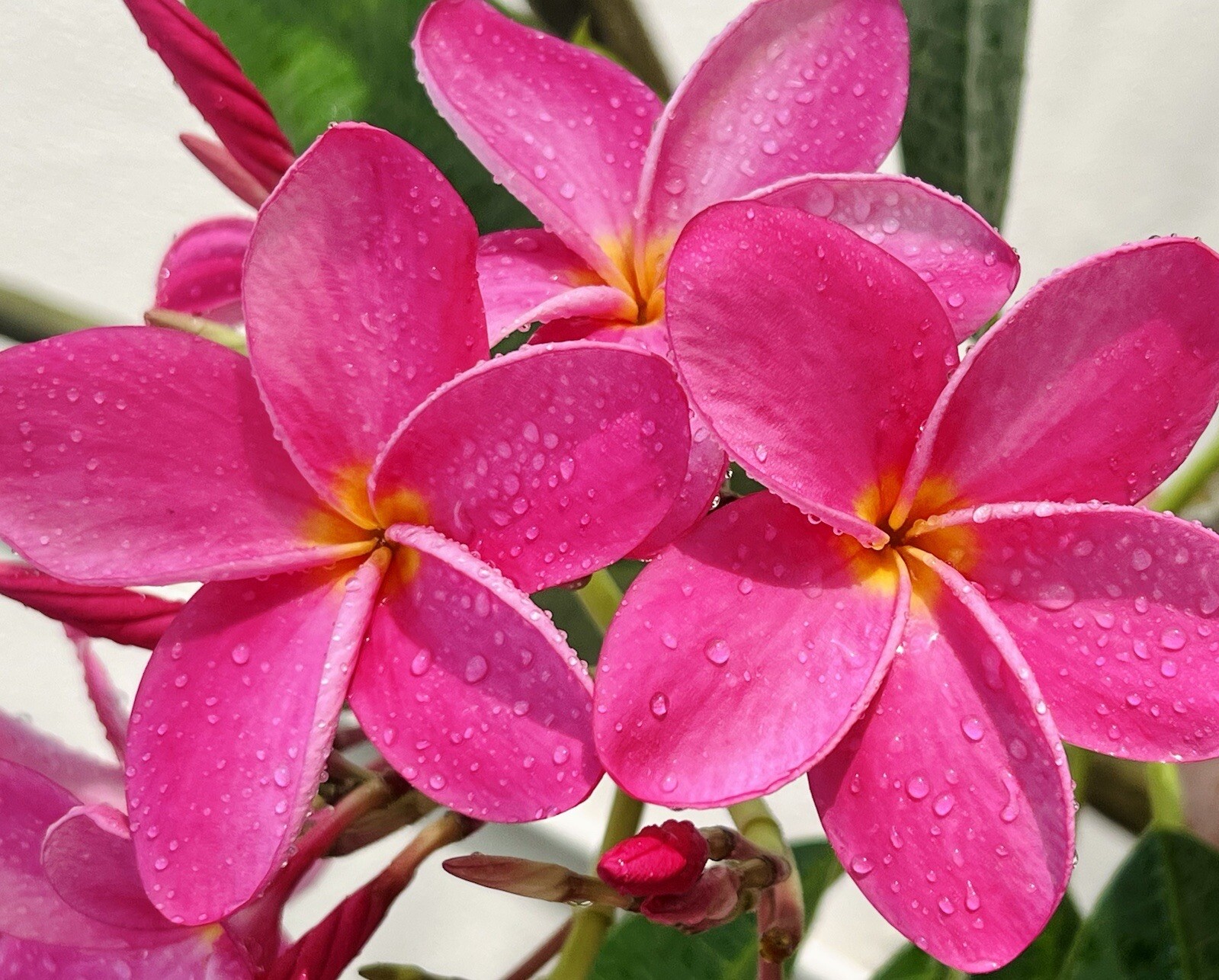 Plumeria Frangipani Dark Hot Pink 10 Seeds Hawaii Lei Flower Tree FL Fresh 2024
