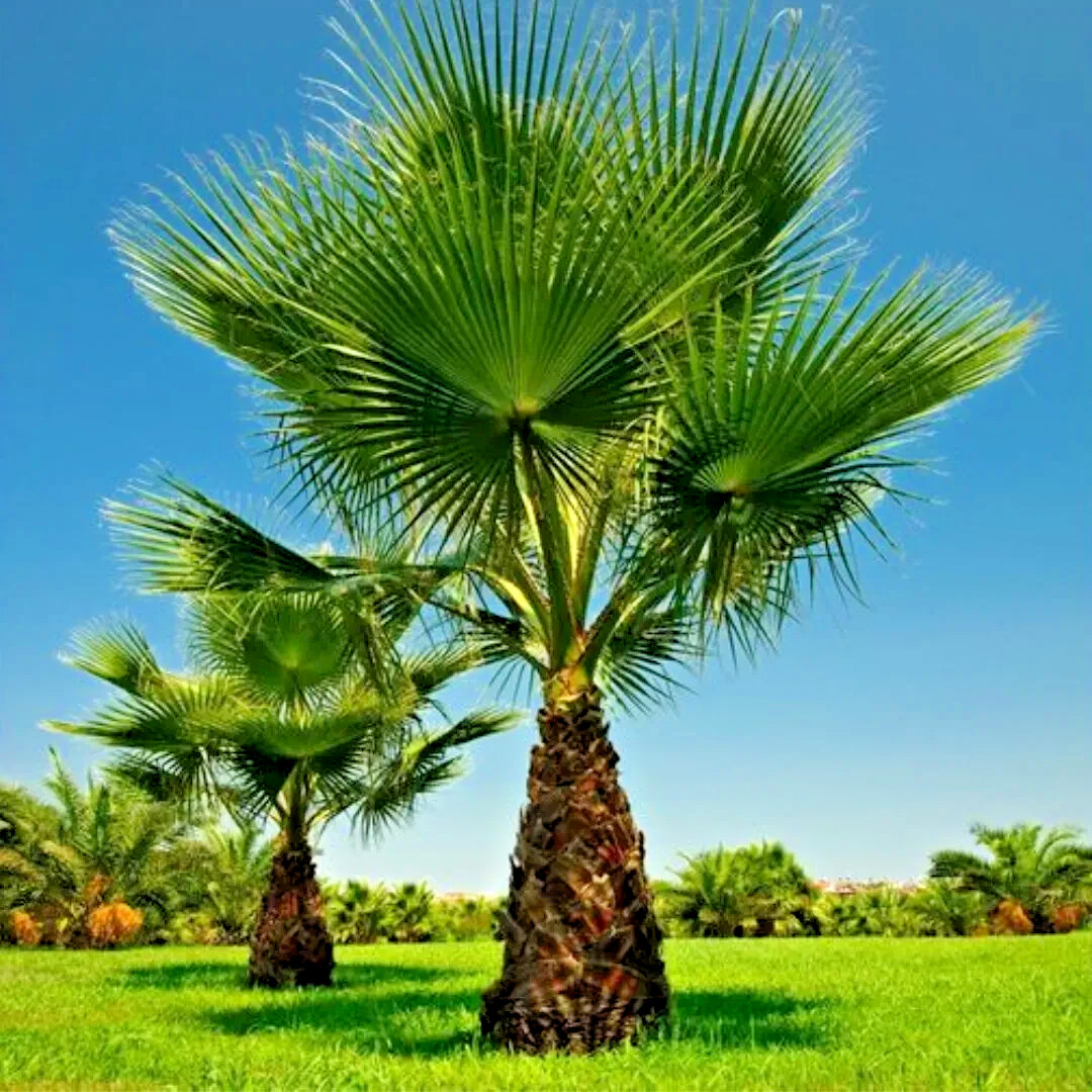 CALIFORNIA DESERT FAN PALM TREE SEEDS (Washingtonia Filifera) Cold Hardy-Zone 8