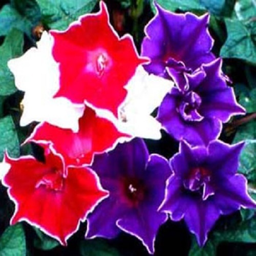 20+ KIKYO-ZAKI MORNING GLORY FLOWER SEEDS MIX / SELF-SEEDING ANNUAL / IPOMOEA