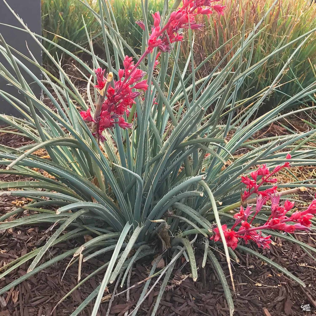 30 Red Yucca Seeds – Red Yucca Seeds