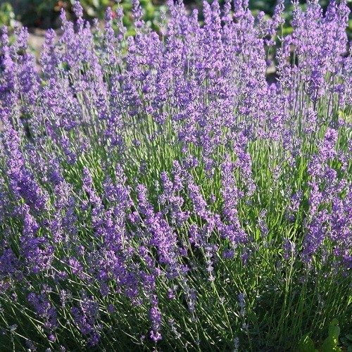 English Vera Lavender Flower Herb Seeds Fragrant Organic Non-GMO 1,500 – 5,000