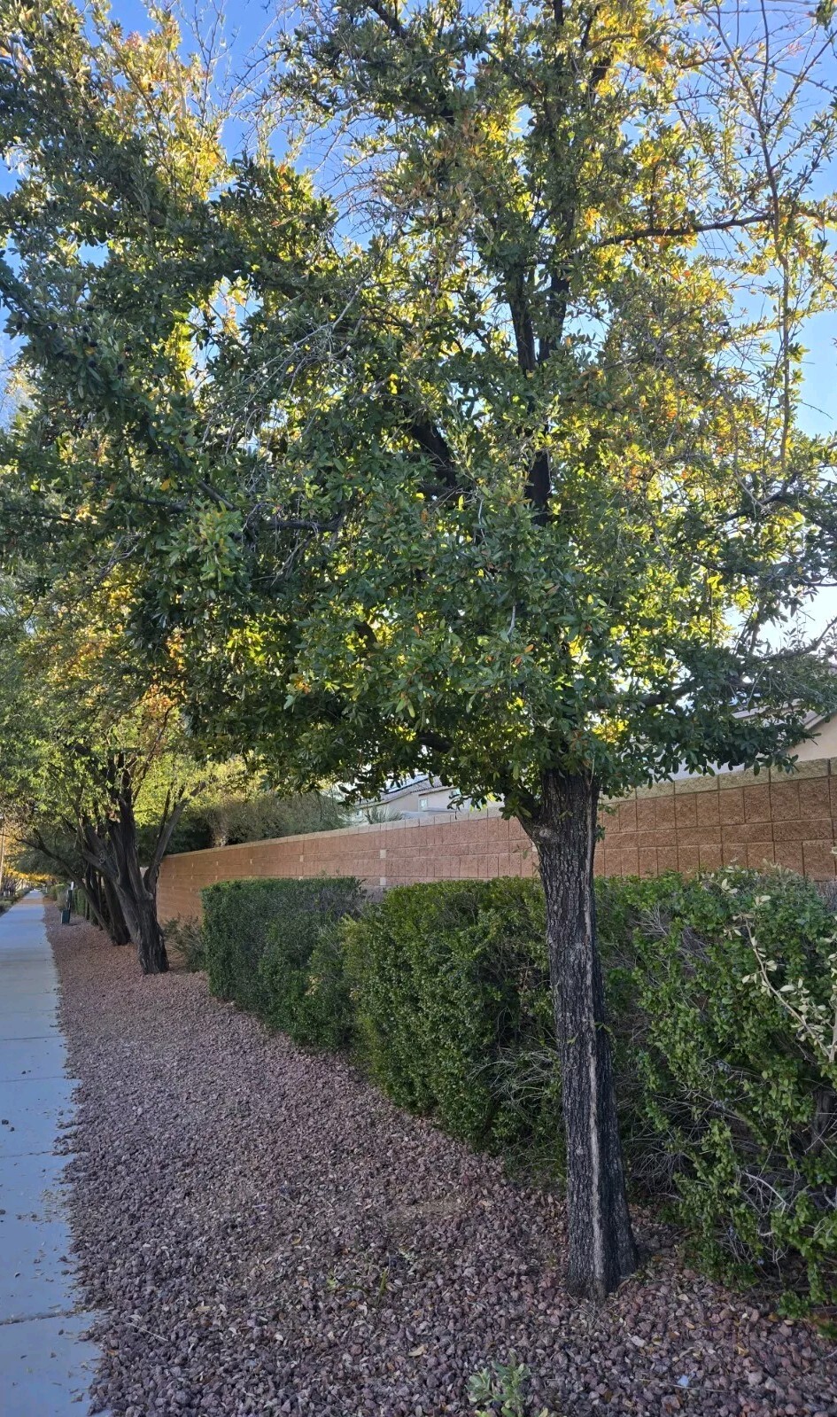 15 – QUERCUS VIRGINIANA, SOUTHERN LIVE OAK, DECEMBER 2024 ACORNS