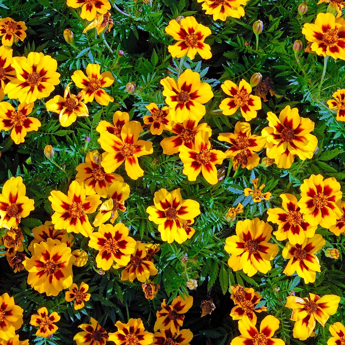 500 Dainty Marietta French Marigold Wildflower Seeds – Everwilde Farms Mylar