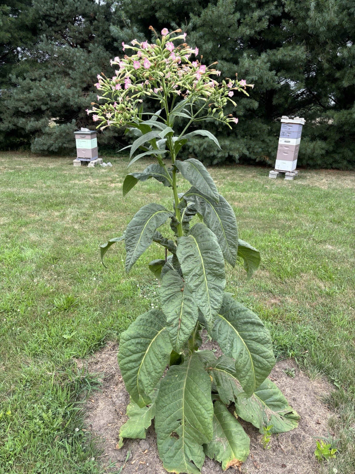 Louisiana Perique Tobacco Seeds ~5K Non-GMO Free Ship No Track ~2 Weeks Arr Read